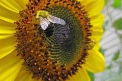 IMG_4471 IMG_4471