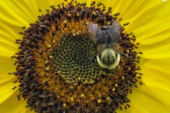 IMG_4455 IMG_4455