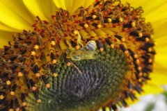 IMG_4462 IMG_4462