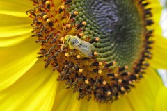 IMG_4464 IMG_4464