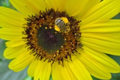 IMG_4468 IMG_4468