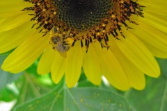 IMG_4469 IMG_4469