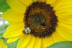 IMG_4445 IMG_4445
