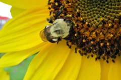 IMG_4446 IMG_4446