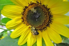 IMG_4447 IMG_4447
