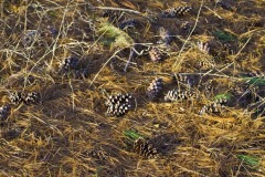 _IMG2281 _IMG2281