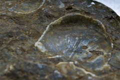 _IMG8001 _IMG8001