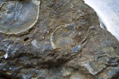 _IMG8003 _IMG8003