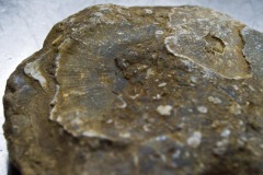_IMG8004 _IMG8004