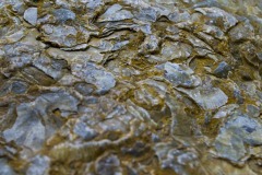 _IMG8007 _IMG8007