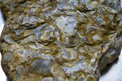 _IMG8009 _IMG8009