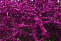 _IMG3884 _IMG3884
