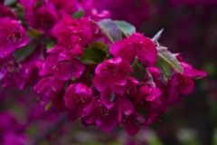 _IMG3887 _IMG3887