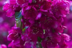 _IMG3889 _IMG3889