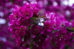 _IMG3894 _IMG3894