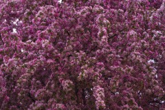 _IMG3898 _IMG3898
