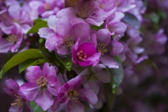 _IMG3905 _IMG3905