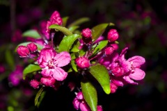 _IMG3911 _IMG3911