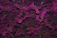 _IMG3918 _IMG3918