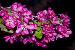 _IMG3921 _IMG3921