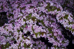_IMG3929 _IMG3929