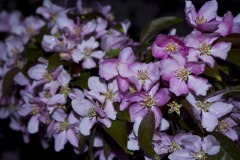 _IMG3930 _IMG3930