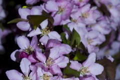 _IMG3933 _IMG3933