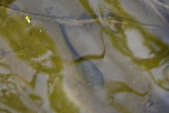 _IMG4084 _IMG4084