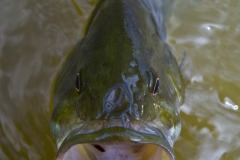 _IMG4099 _IMG4099