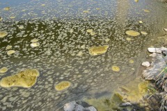 IMG_4209 IMG_4209