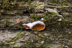 _IMG6099 _IMG6099
