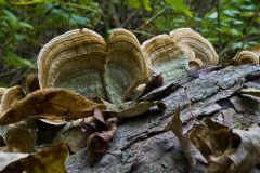 _IMG6110 _IMG6110