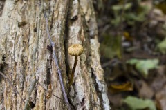 _IMG6113 _IMG6113