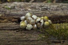 _IMG6117 _IMG6117