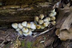_IMG6119 _IMG6119