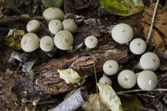 _IMG6130 _IMG6130