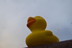 _IMG3101 _IMG3101