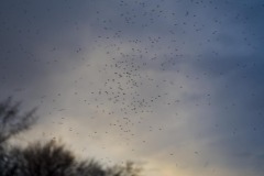 _IMG3104 _IMG3104