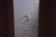 _IMG3106 _IMG3106