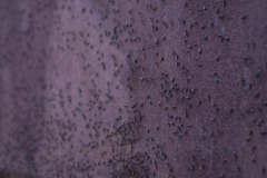 _IMG3107 _IMG3107