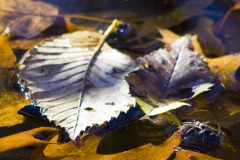 _IMG7127_2