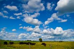 cattle cattle