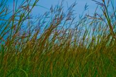 grass grass