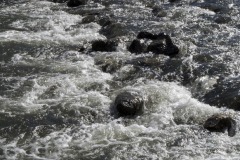 _IMG2947 _IMG2947