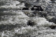 _IMG2949 _IMG2949