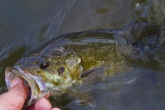 _IMG3699 _IMG3699