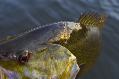 _IMG3702 _IMG3702