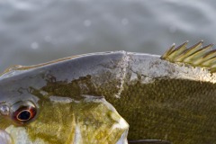_IMG3703 _IMG3703