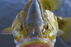 _IMG3704 _IMG3704