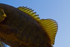 _IMG3705 _IMG3705